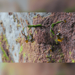 Algae • Tintagel, Cornwall, England, United Kingdom