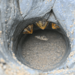 Shell Trio • Tintagel, Cornwall, England, United Kingdom