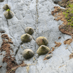 Rockface • Tintagel, Cornwall, England, United Kingdom