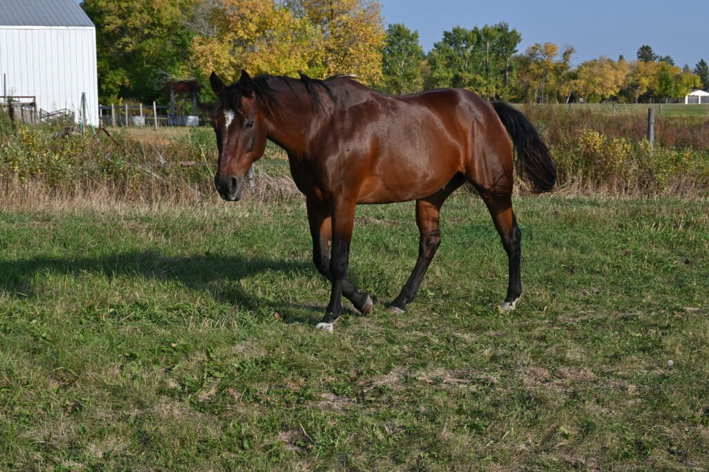 An American Quarter Horse glistens in the summer sun as he walks through a field on a farm in Gimli, Manitoba.