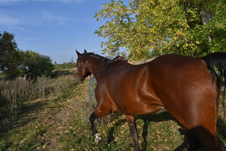 An American Quarter Horse Runs Through a Gate on a Farm in Gimli Manitoba